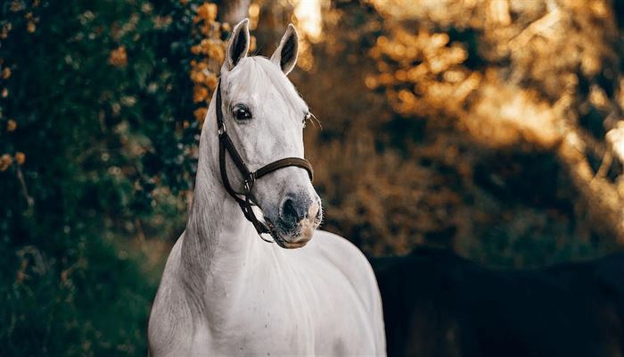 Alt du skal vide om hestestrøelse og fodertilskud til heste fra AJ Energi og Strø