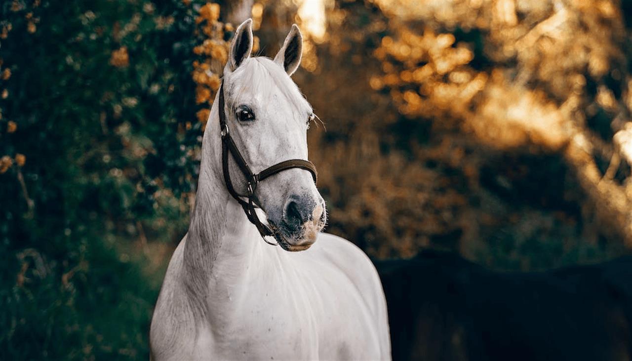 Alt du skal vide om hestestrøelse og fodertilskud til heste fra AJ Energi og Strø