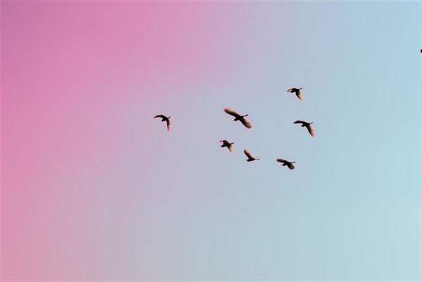 Køb frøstænger til fugle: En guide for fuglekiggere og naturvenner